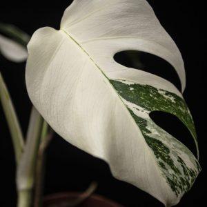 Monstera Albo Variegada