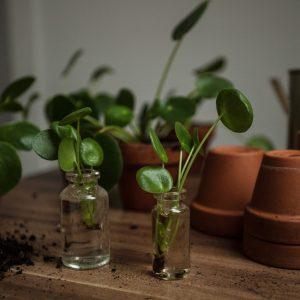 Cuidados Plantas y Huerto