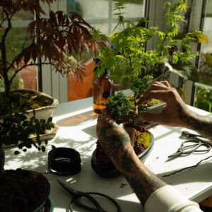 Bonsai