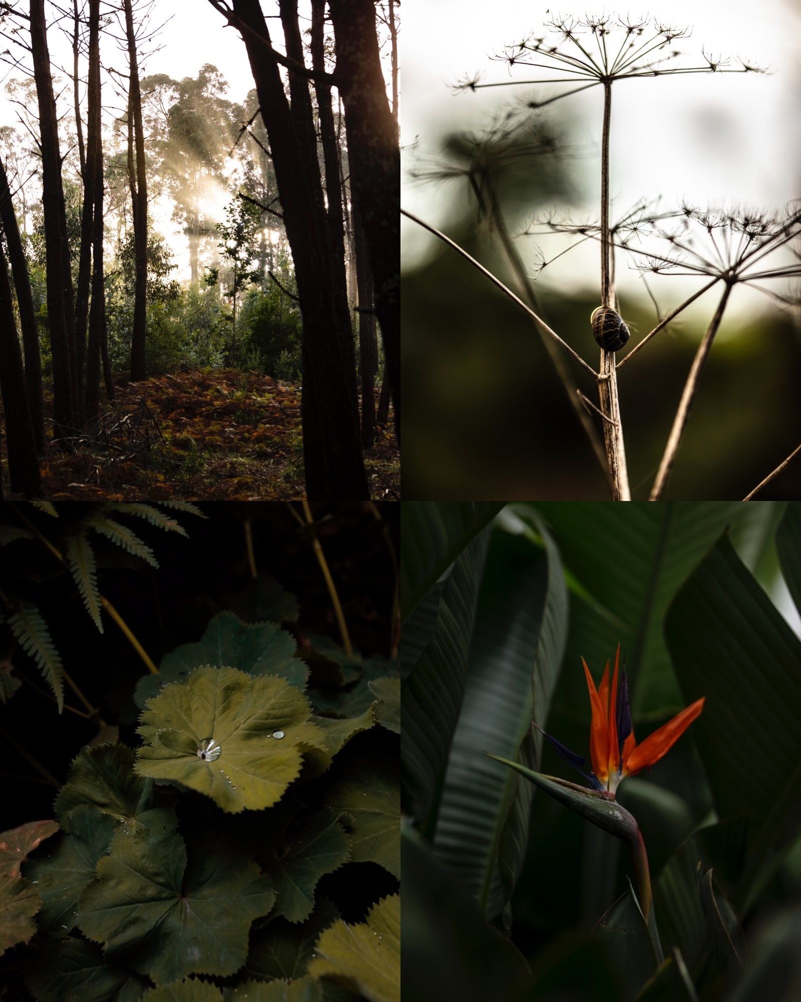 Fotografia NenaVonFLow Natualeza