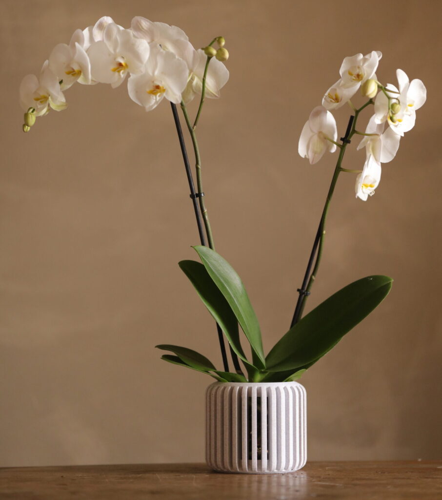 Maceta Orquídeas Roots